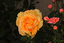 Rosal_70-300.JPG