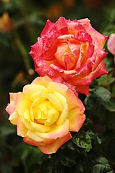 Rosas_Macro_1.jpg