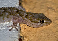 SALAMANDRA_2-copia.jpg