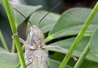 SALTAMONTES_IMG_1639_1_C.jpg