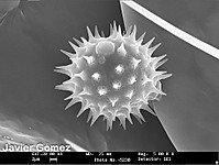 SEM-16.jpg