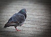 S_080.jpg