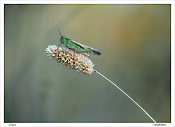 Saltamontes20.jpg