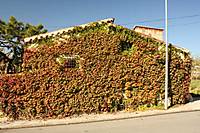 Sebiz_10_g10.jpg