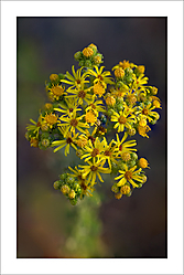 Senecio.jpg