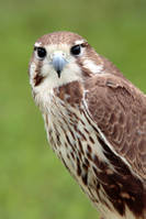 Small_falcon_copy1.jpg