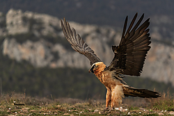 Solsona_Quebrantahuesosc_4-7_Marzo_2019-7075.jpg