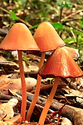 Tres Bolets TRES_BOLETS.jpg