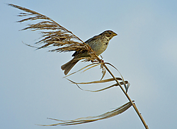 TRIGUERO_024b1.jpg