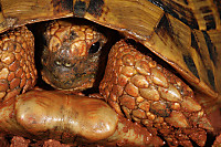 Tortuga_Mediterranea2913.jpg