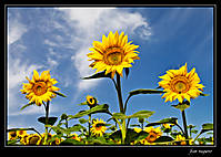 Tres_girasoles.jpg
