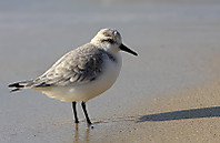 Tridactilo-4757b.jpg