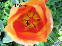Tulipan_naranja_web.JPG