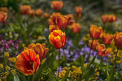 Tulipanes5.jpg