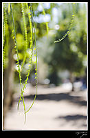 VERDE12.jpg