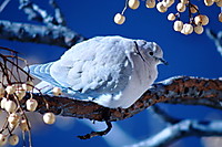 WSV_Canon_IMG_2712.JPG