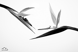 Equilibrium Whyt_Equilibrium-1.jpg