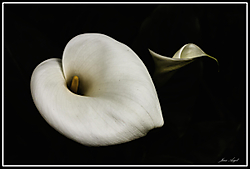 Zantedeschia_aethiopica.jpg