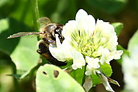 abeja37.JPG