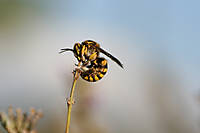 abeja_11.jpg