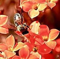 abeja_macro_copia.jpg