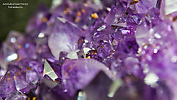 adro_can30d_02_g21.jpg