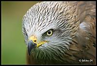 aguila_marco_copia_1280x768_.jpg