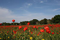 amapolas3.jpg