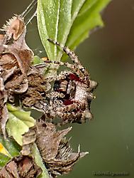 ara_a_calavera_barba_1.jpg