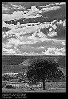 arbol_B_W.jpg