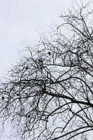 arbol_congorriones.jpg