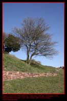 arbol_solitario.jpg