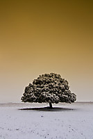arbolcasablancacokinflickr3.jpg