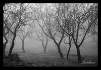 arboleda_en_brumas.jpg