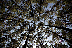 arboles7.jpg