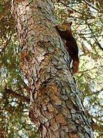 ardilla_arbol_2.jpg