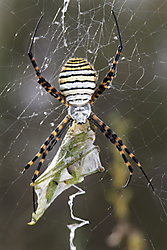 argiope_trifaciata.jpg