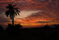 atardecer_en_Elche2.jpg