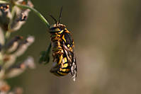 avispa_macro_2.jpg
