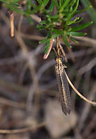 bicho5.jpg