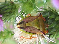 bichos_2_037.JPG