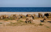 borregos_en_la_playa1.jpg