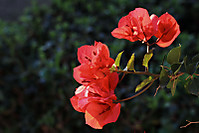 bougainvillea_p.jpg