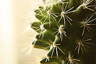 cactus5.jpg