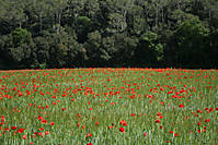 campo_de_amapolas3.jpg