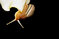 caracol19.JPG