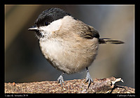 carbonero_palustre11.jpg