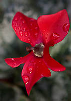 carlosffp_09_g10.jpg