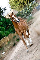 cavall-corren4.jpg