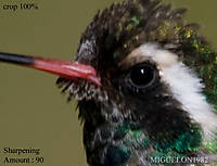 colibri221.jpg